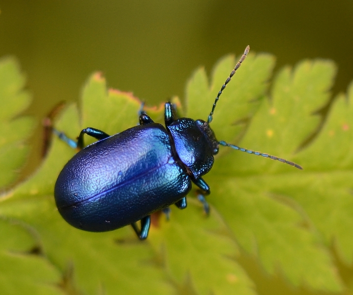 Oreina cacaliae?